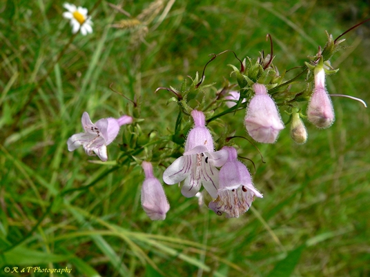 {Penstemon calycosus}